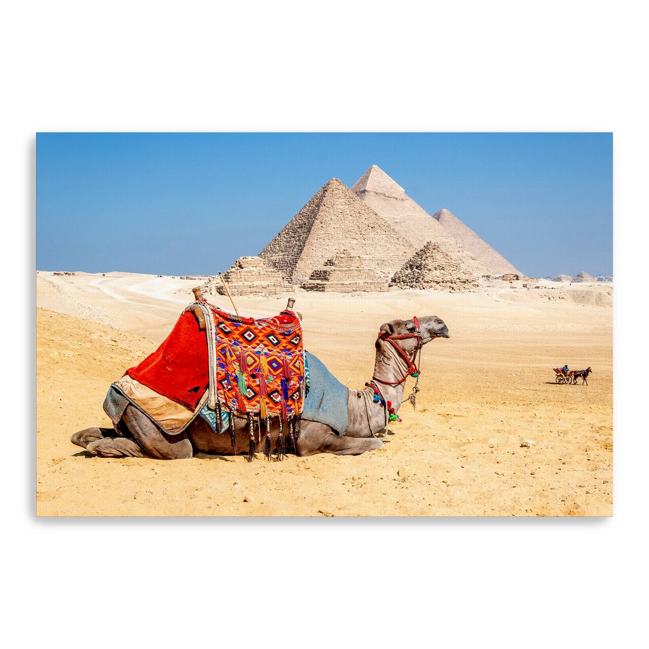 Camel Resting by the Pyramids, Giza, Egypt Canvas Giclee